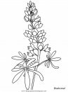 naturaleza/flores/flores_125.JPG