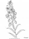 naturaleza/flores/flores_133.JPG