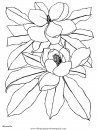 naturaleza/flores/flores_158.JPG