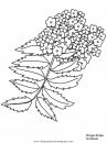 naturaleza/flores/flores_162.JPG