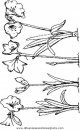 naturaleza/flores/flores_188.JPG
