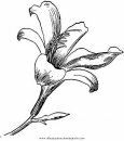 naturaleza/flores/lirios_2.JPG