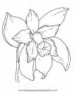 naturaleza/flores/orquidea_orquideas_1.JPG
