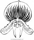 naturaleza/flores/orquidea_orquideas_6.JPG