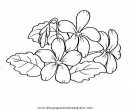 naturaleza/flores/viola.JPG