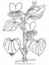 naturaleza/flores/viola_violetta_1.JPG