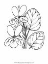 naturaleza/flores/viola_violetta_2.JPG